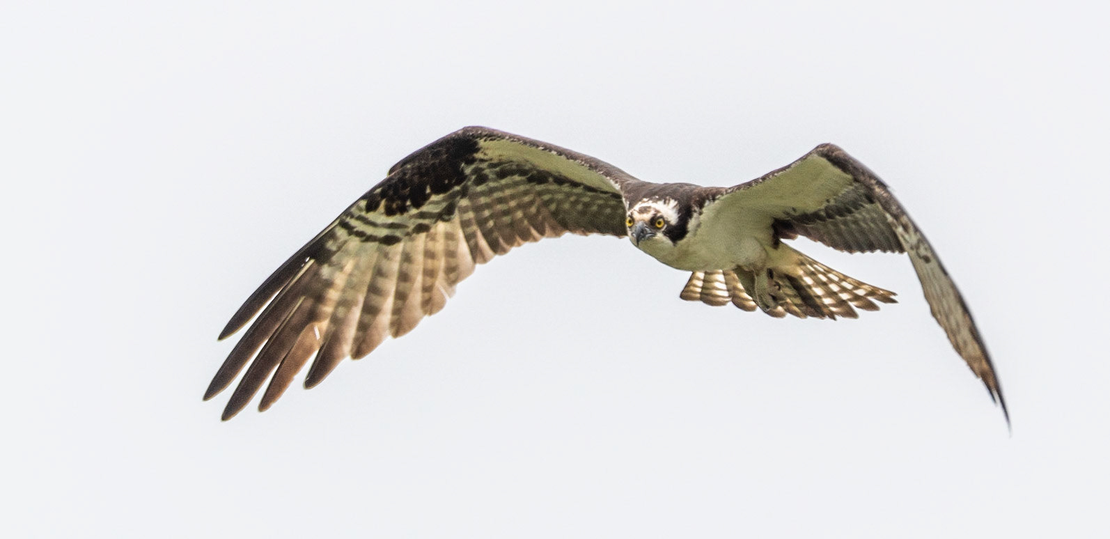 Osprey, Hales Ford Bridge