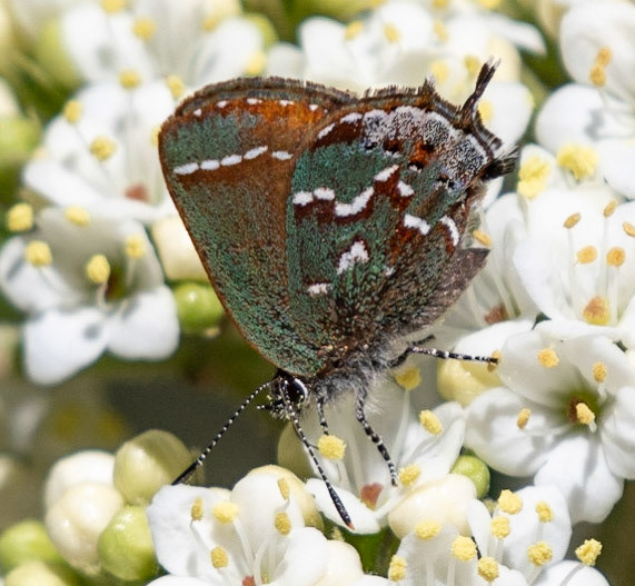 Juniper Hairstreak