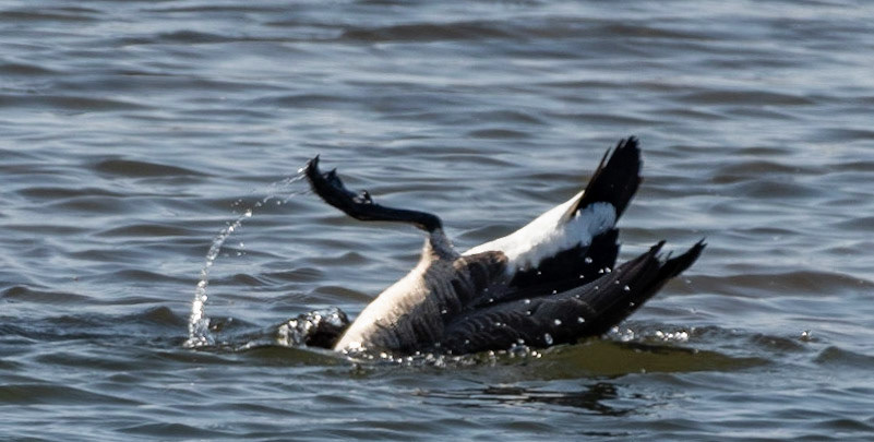 Canada Goose bathing