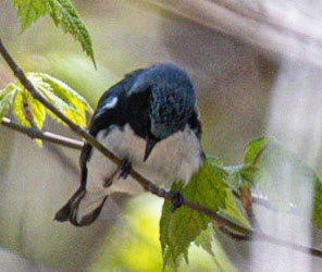 Black-throated Blue Warbler (M), Warbler Road