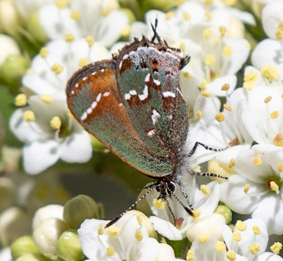 Juniper Hairstreak