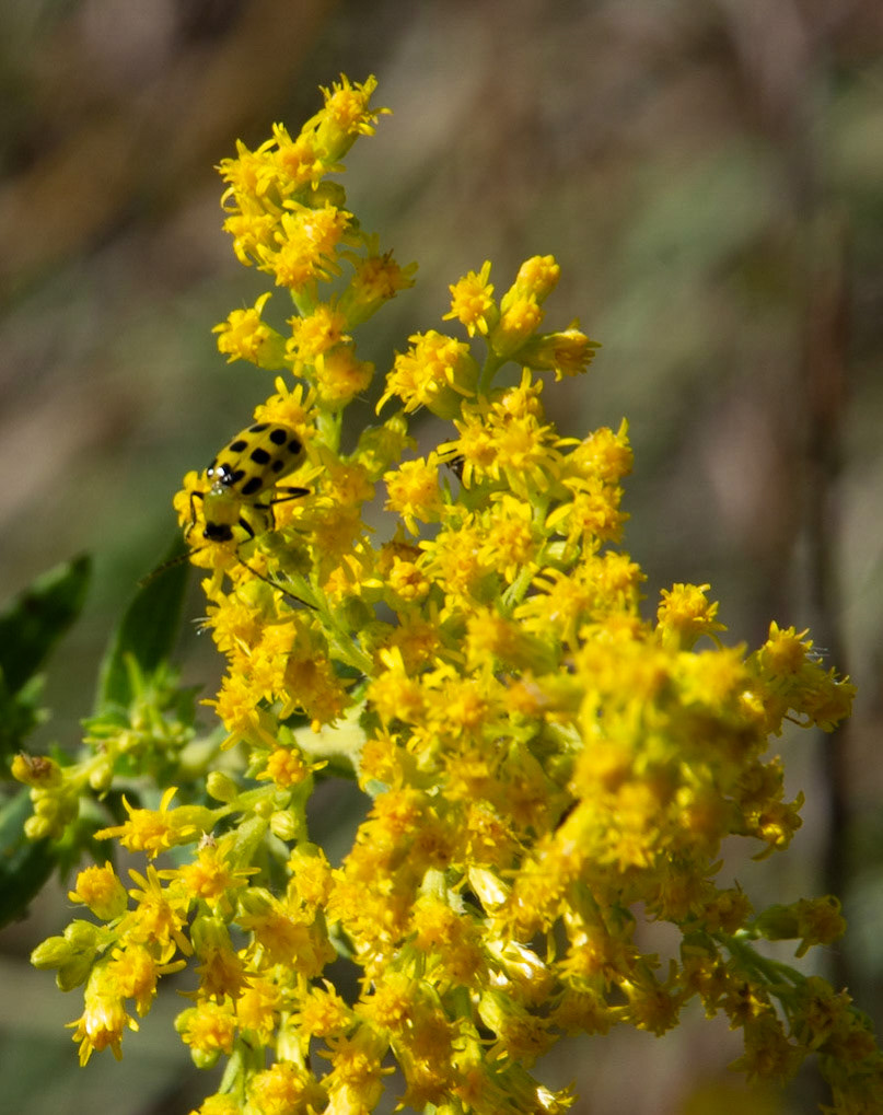 Spotted Cucumber Beetle on Tall Goldenrod