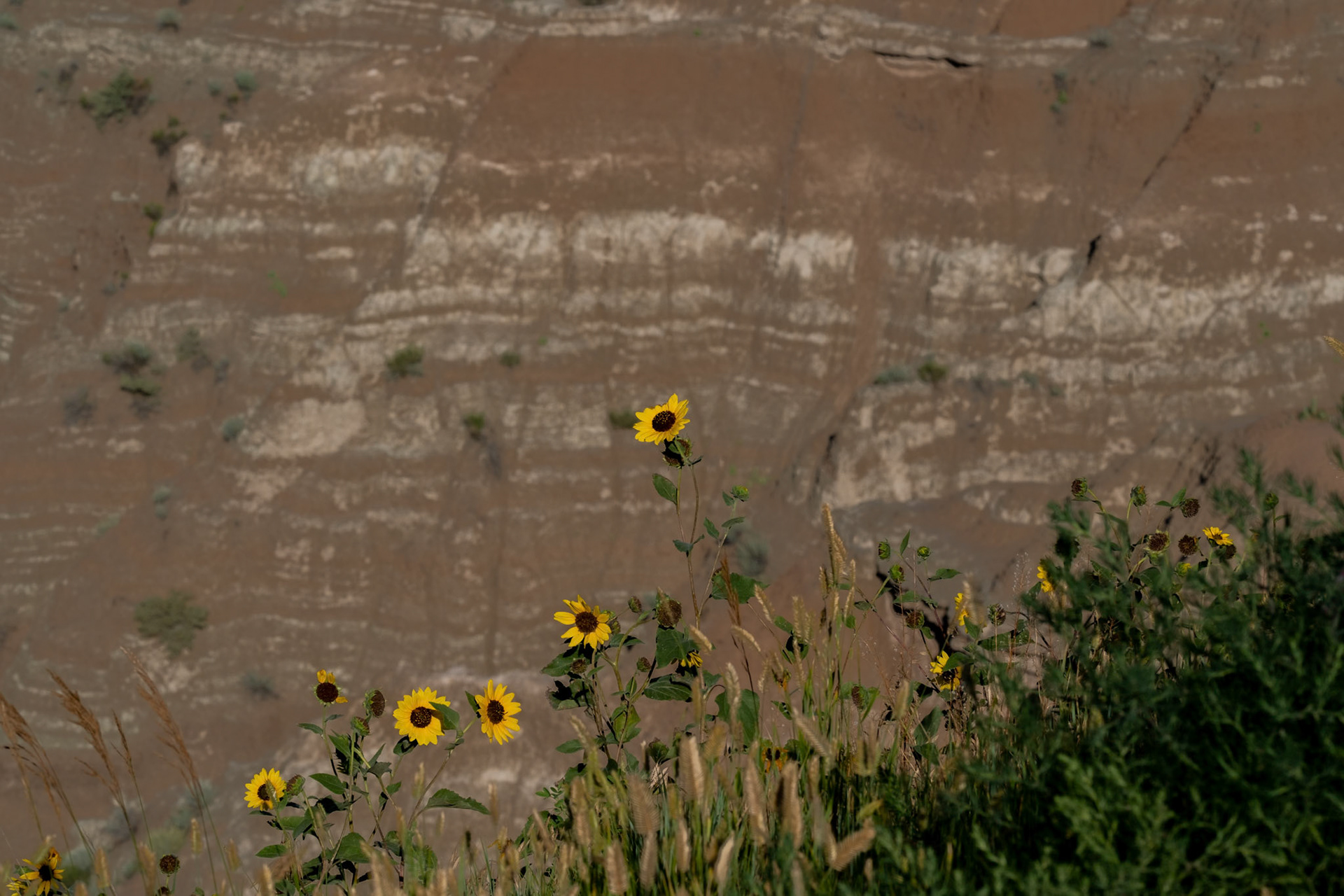 Common Sunflower