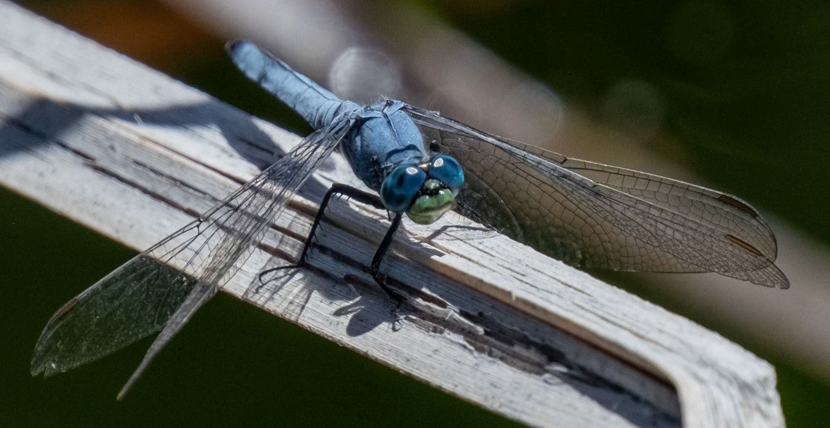 Western Pondhawk (Male)
