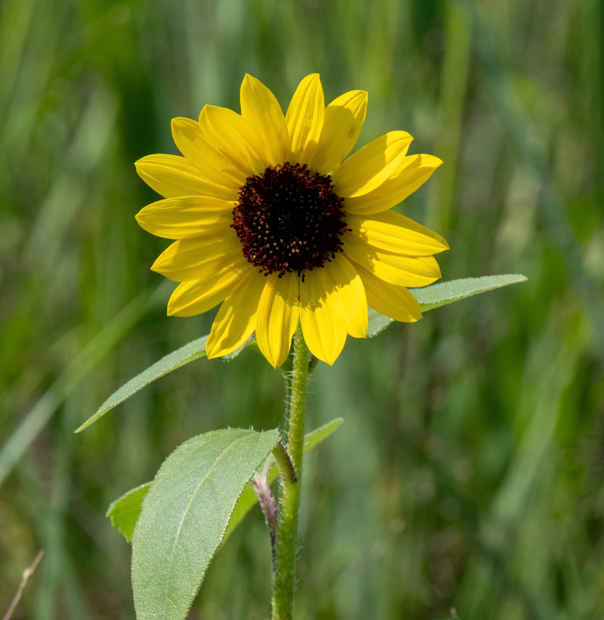 Common Sunflower