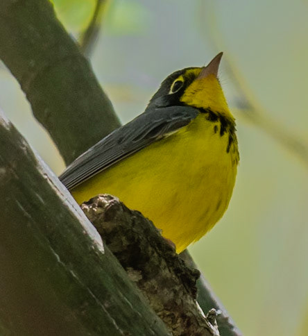 Canada Warbler (M), Radar Road