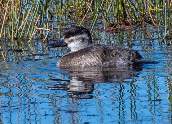 Ruddy Duck