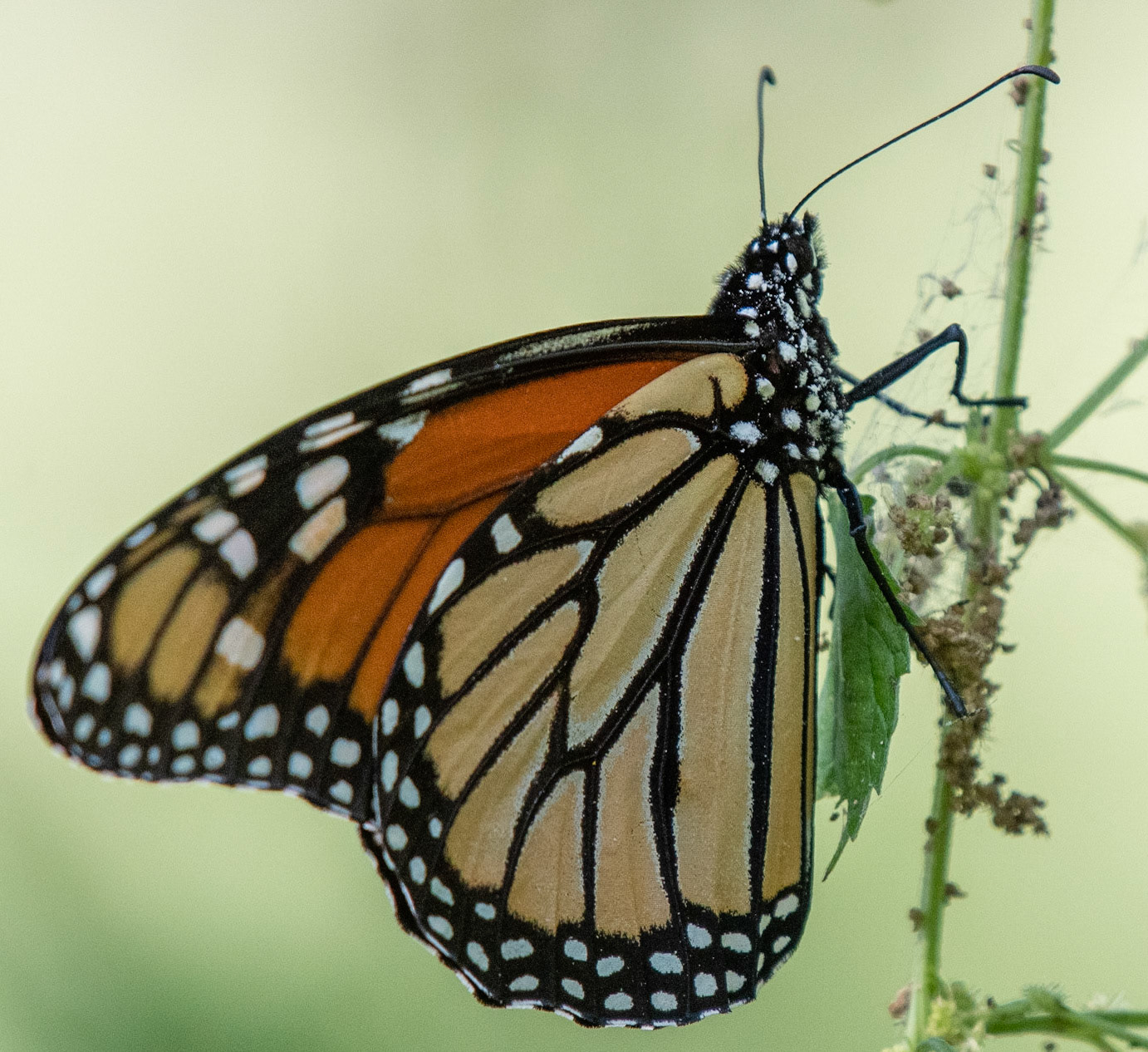 Monarch covered in pollen