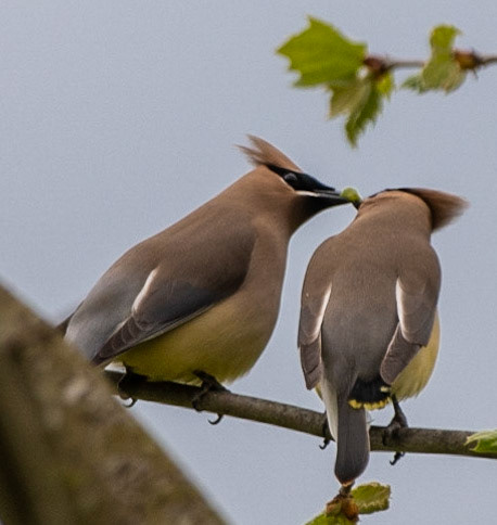 Cedar Waxwings