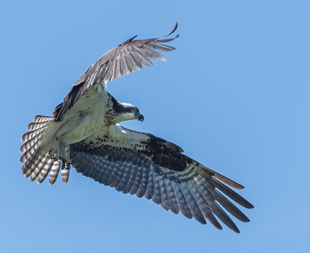 Osprey, Hales Ford Bridge
