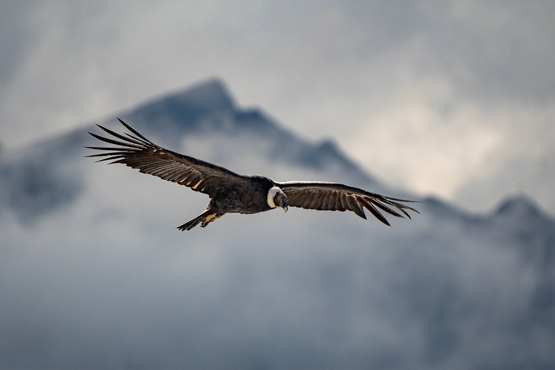 Andean Condor