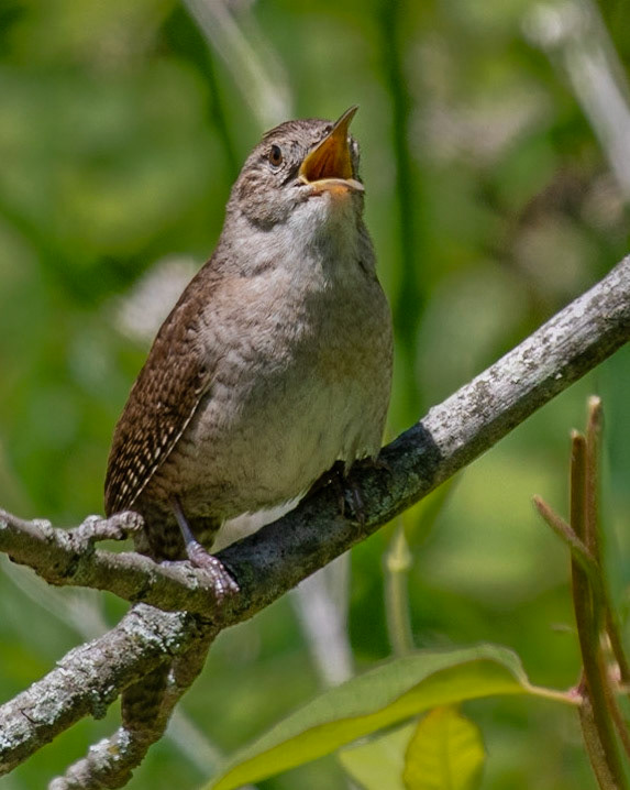 House Wren