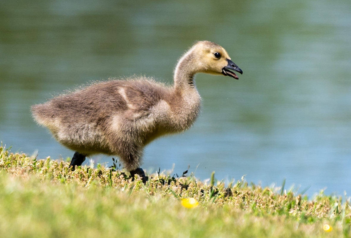 Canada Geese, babies, Libery Lake Park, Bedford County