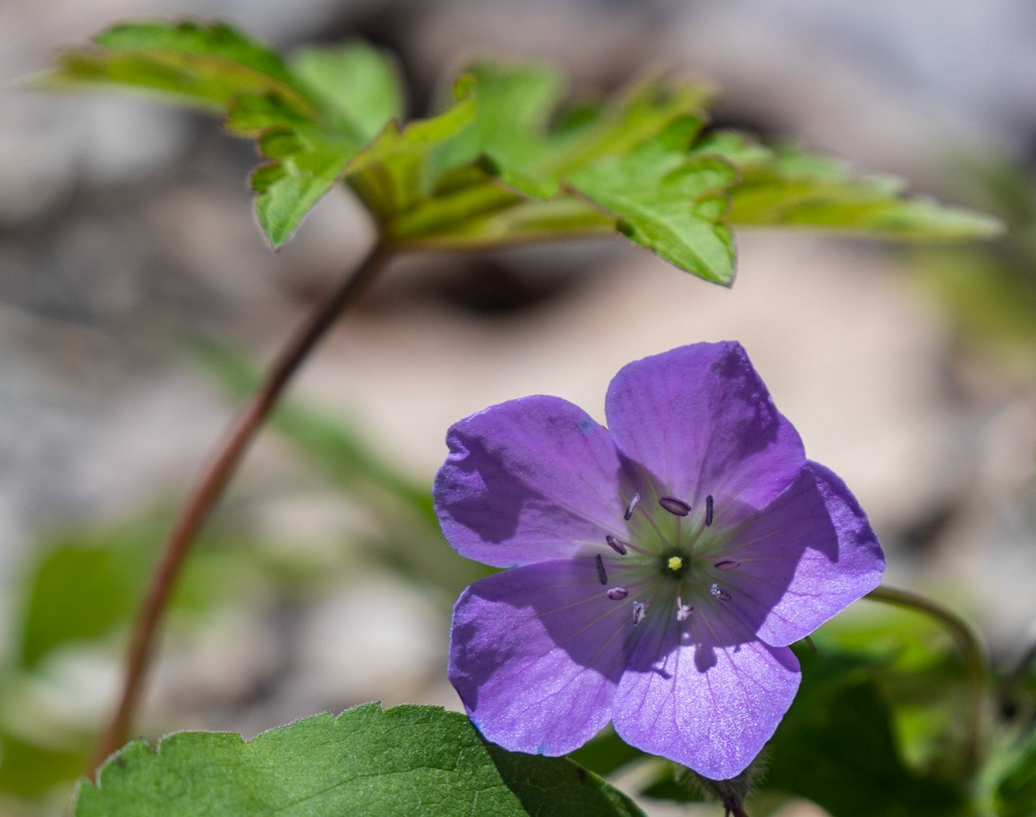 Wild Geranium