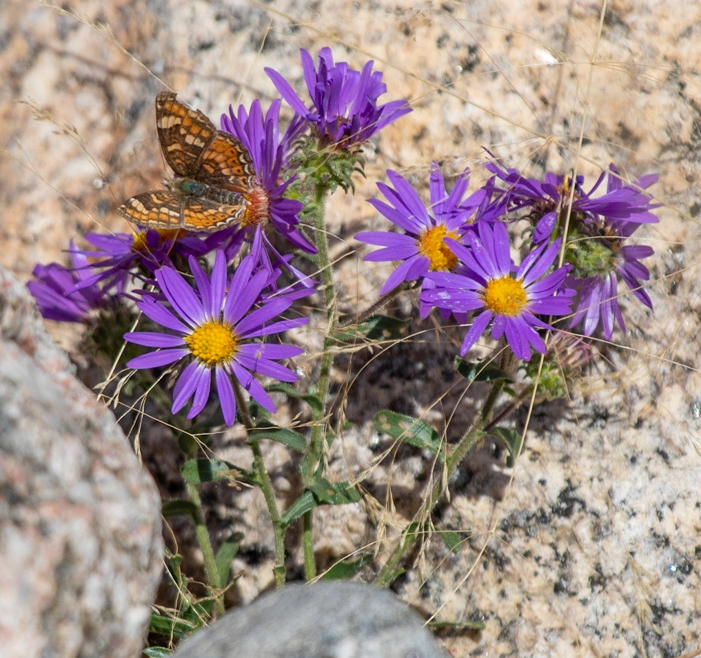 Field Crescent on Tansy-leaf-aster