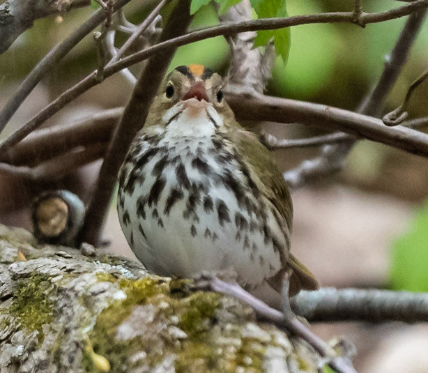 Ovenbird
