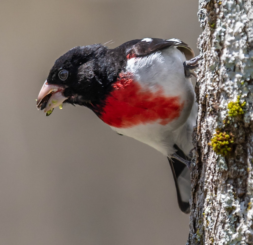 Rose-breasted Grosbeak (M)