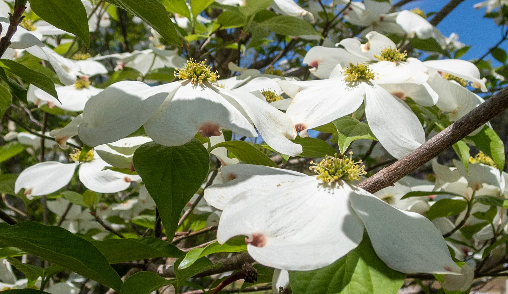 Dogwood