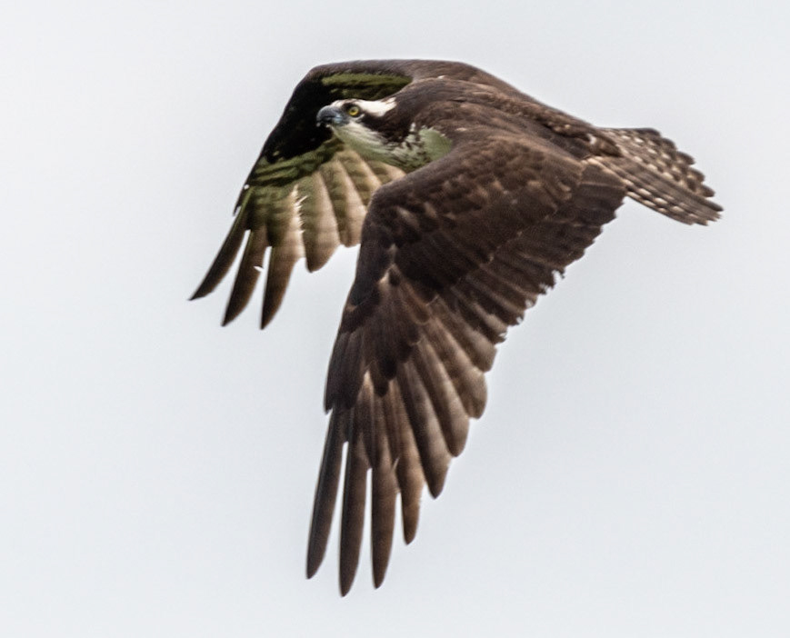 Osprey, Hales Ford Bridge