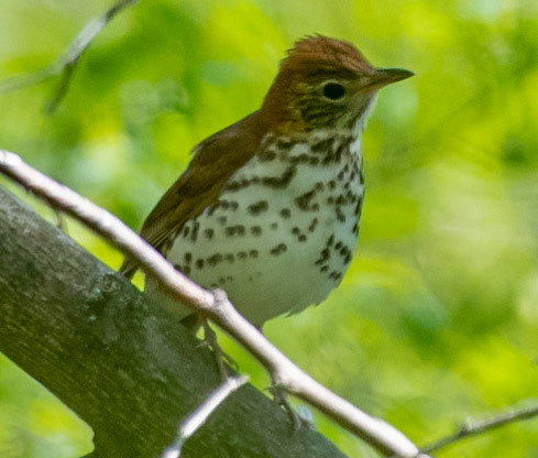 Wood Thrush
