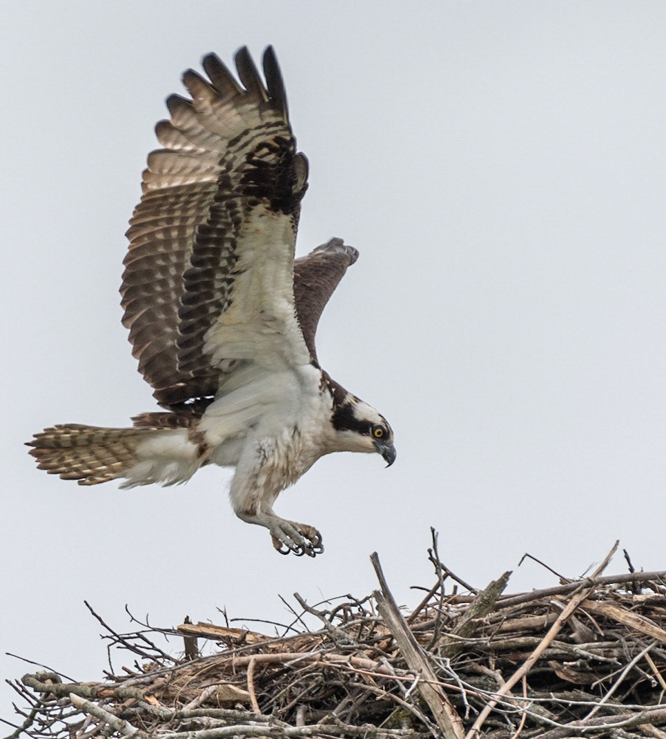 Osprey, Hales Ford Bridge
