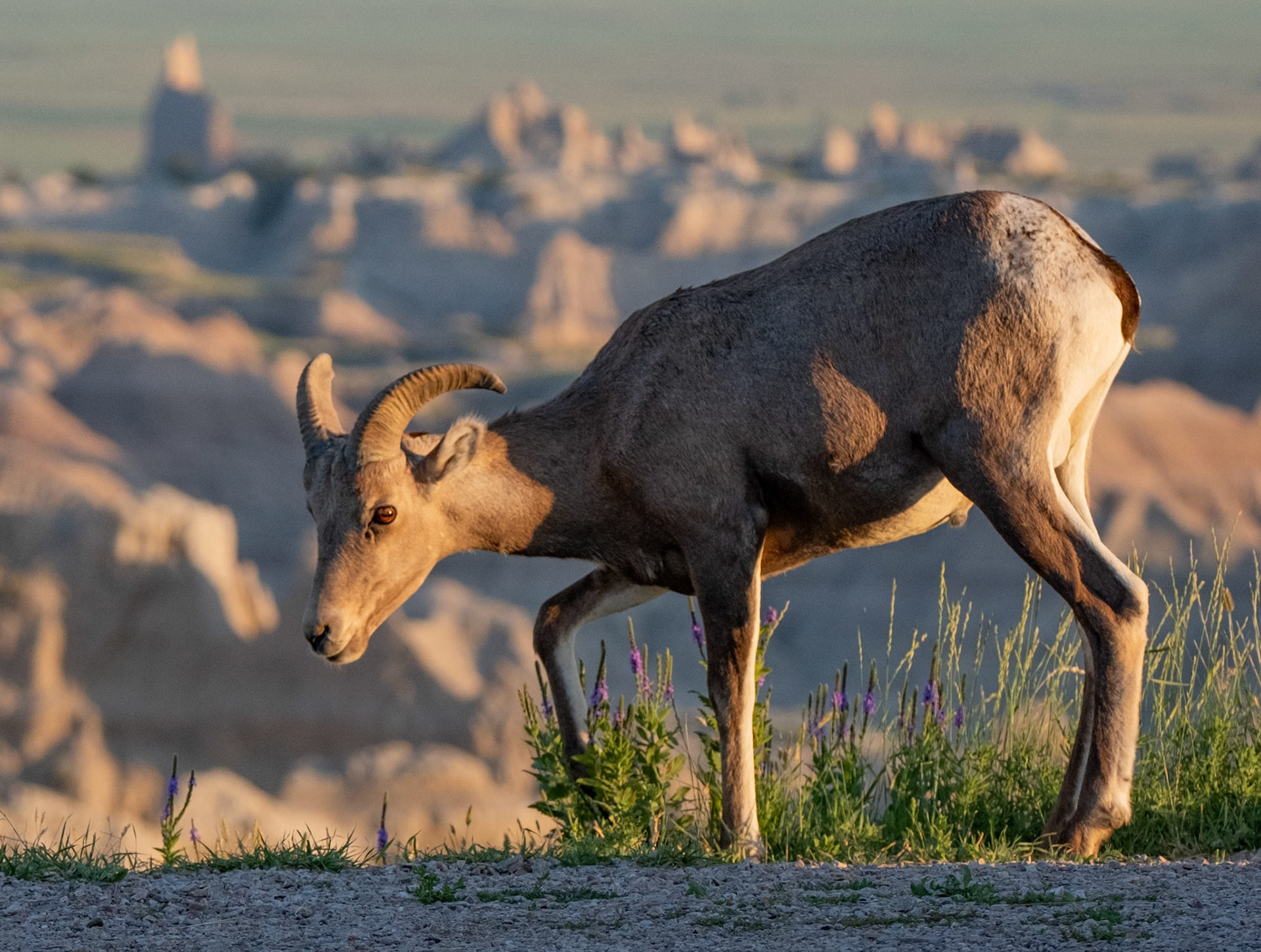Bighorn Sheep