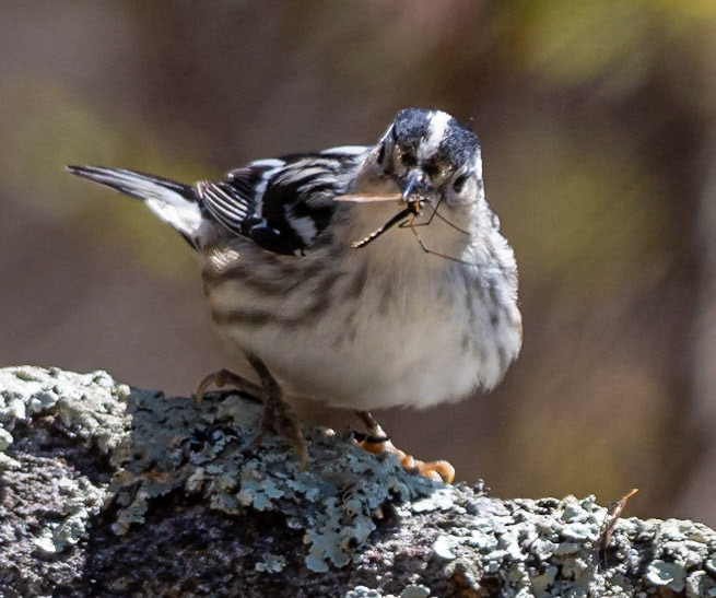 black-and-white Warbler (F)