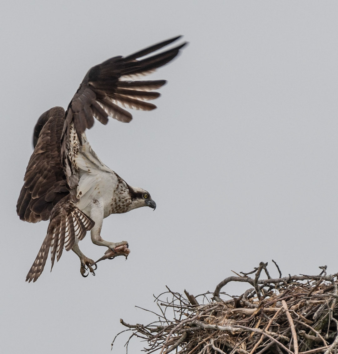 Osprey, Hales Ford Bridge