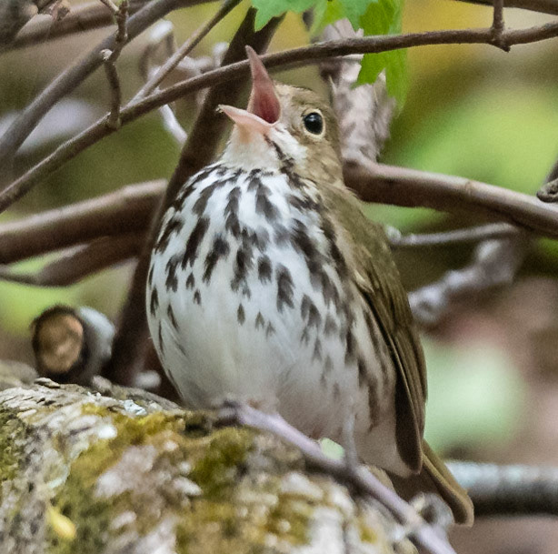 Ovenbird