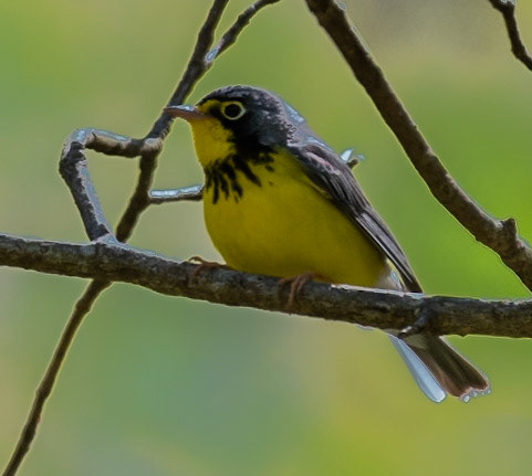 Canada Warbler (M), Radar Road