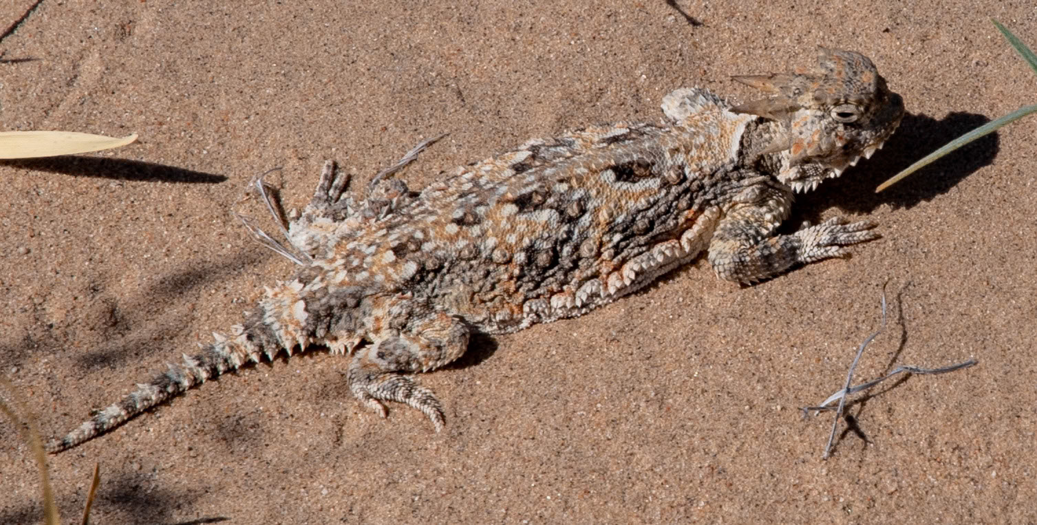 Desert Horned Lizard