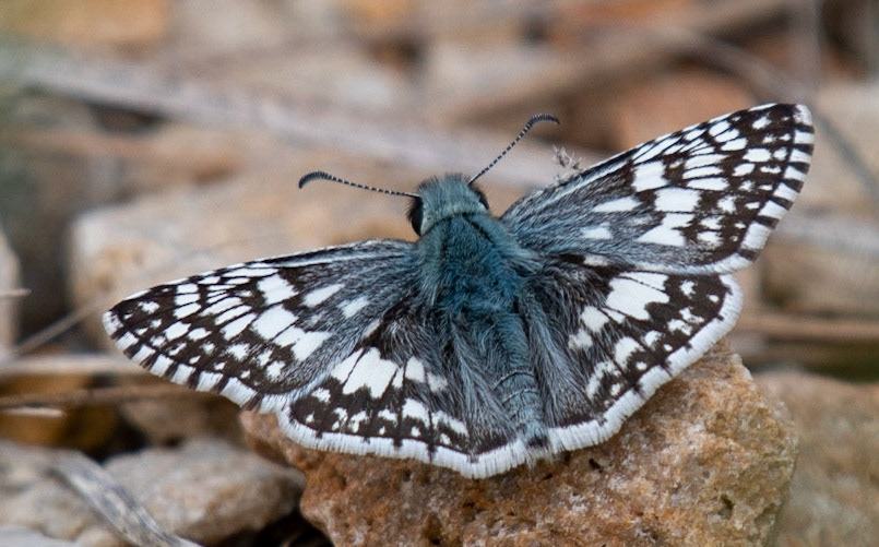 Common Checkered-skipper