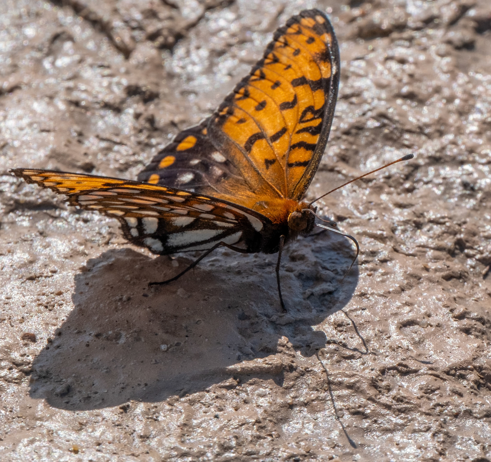 Regal Fritillary (male)