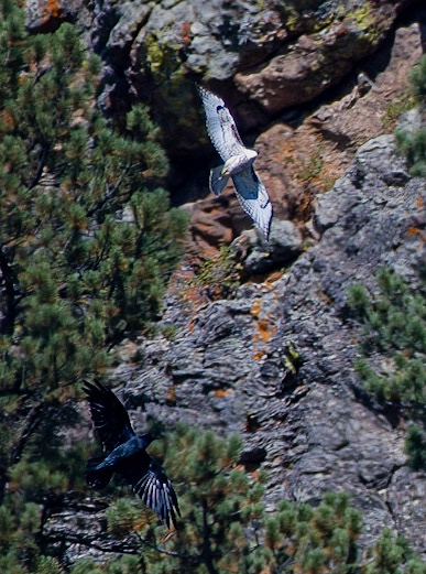 Ferruginous Hawk (Juv) and Common Raven playing