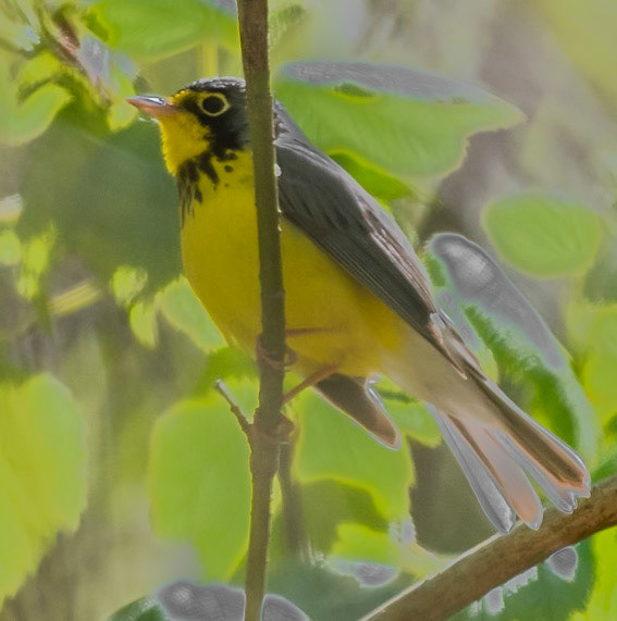 Canada Warbler (M), Radar Road