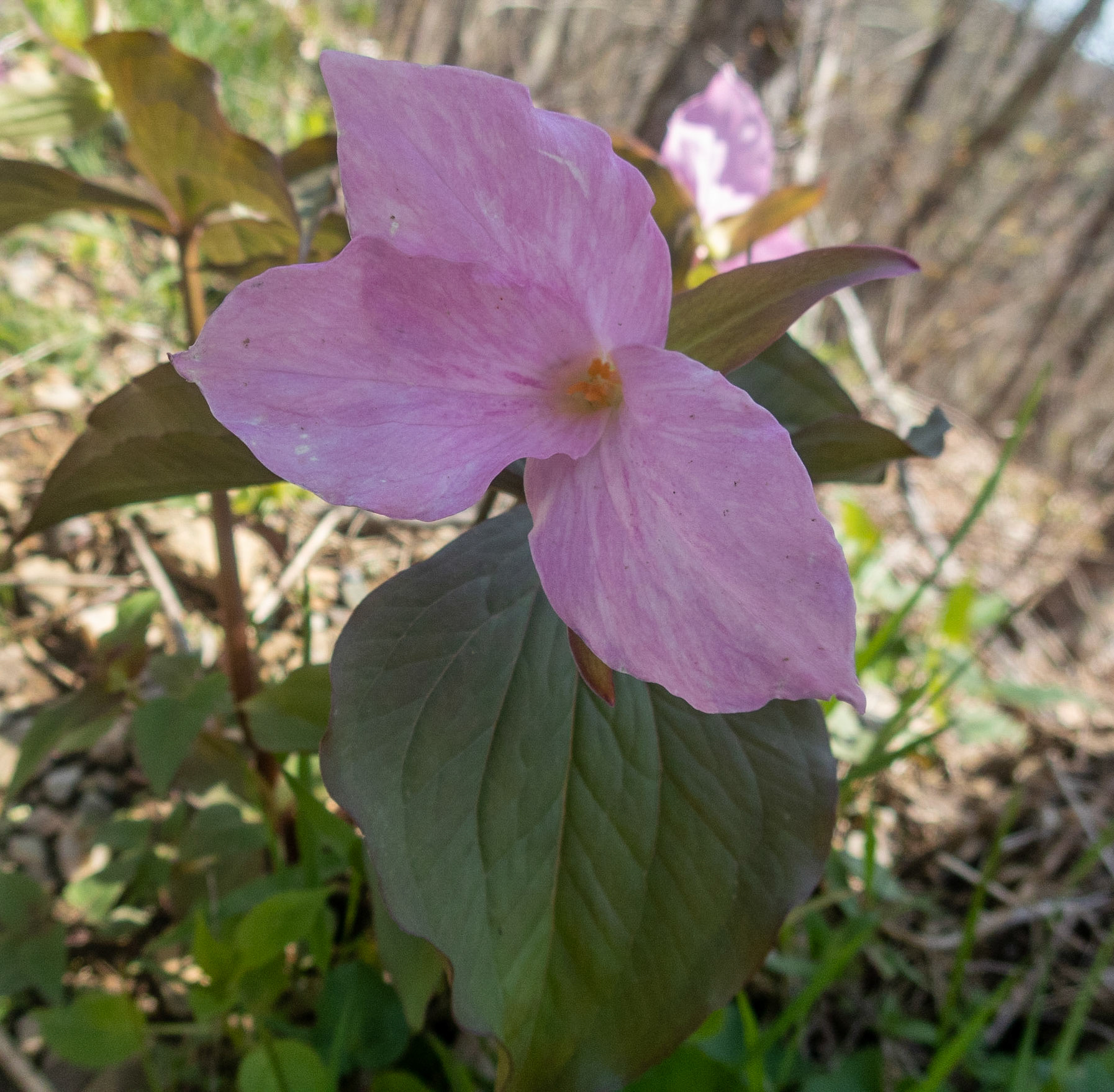 Trillium, Warbler Road