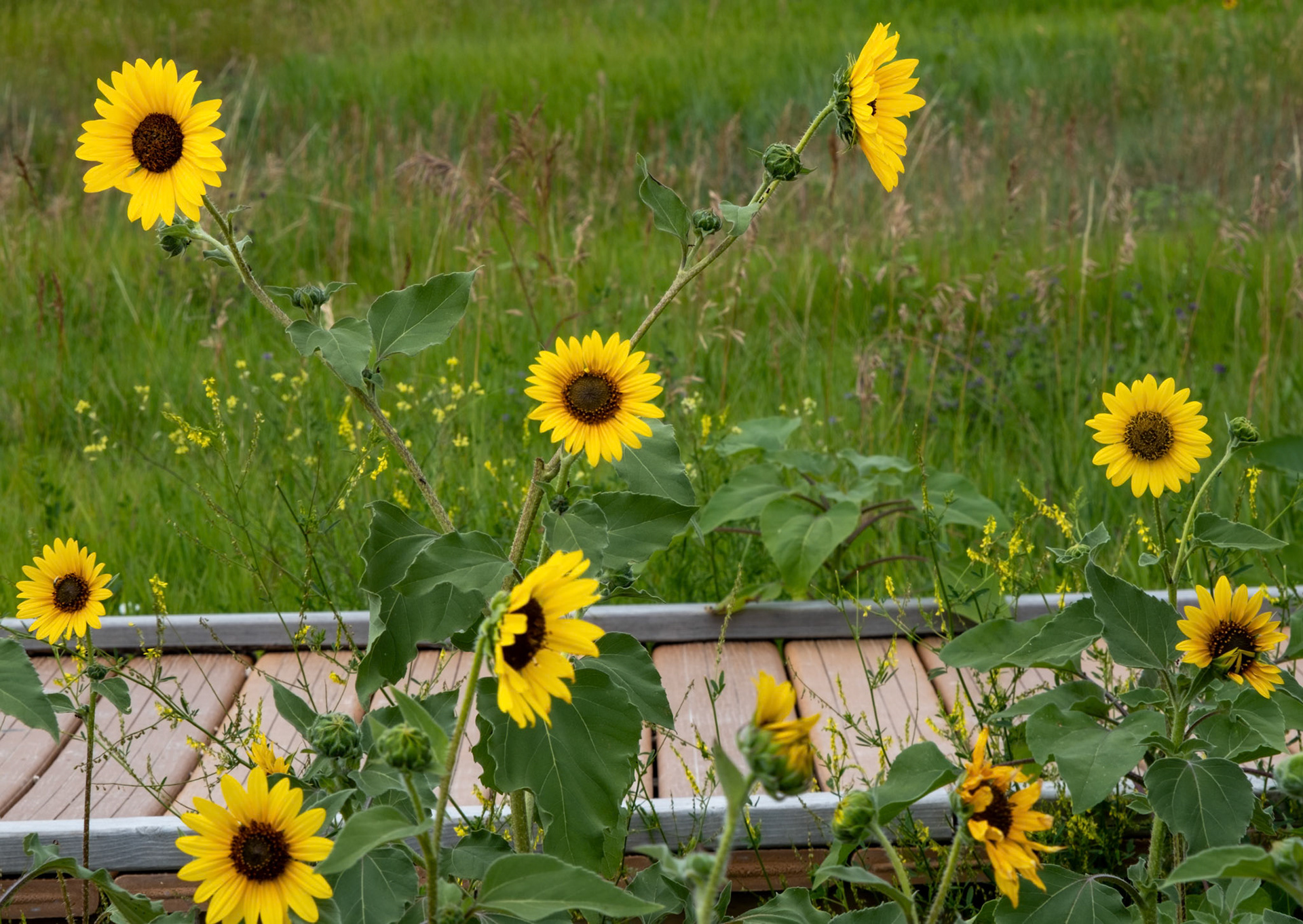Common Sunflower