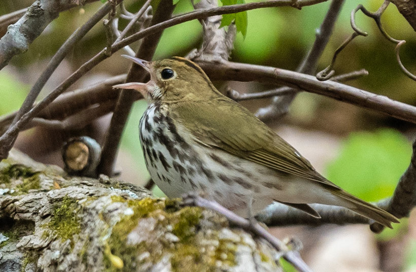 Ovenbird