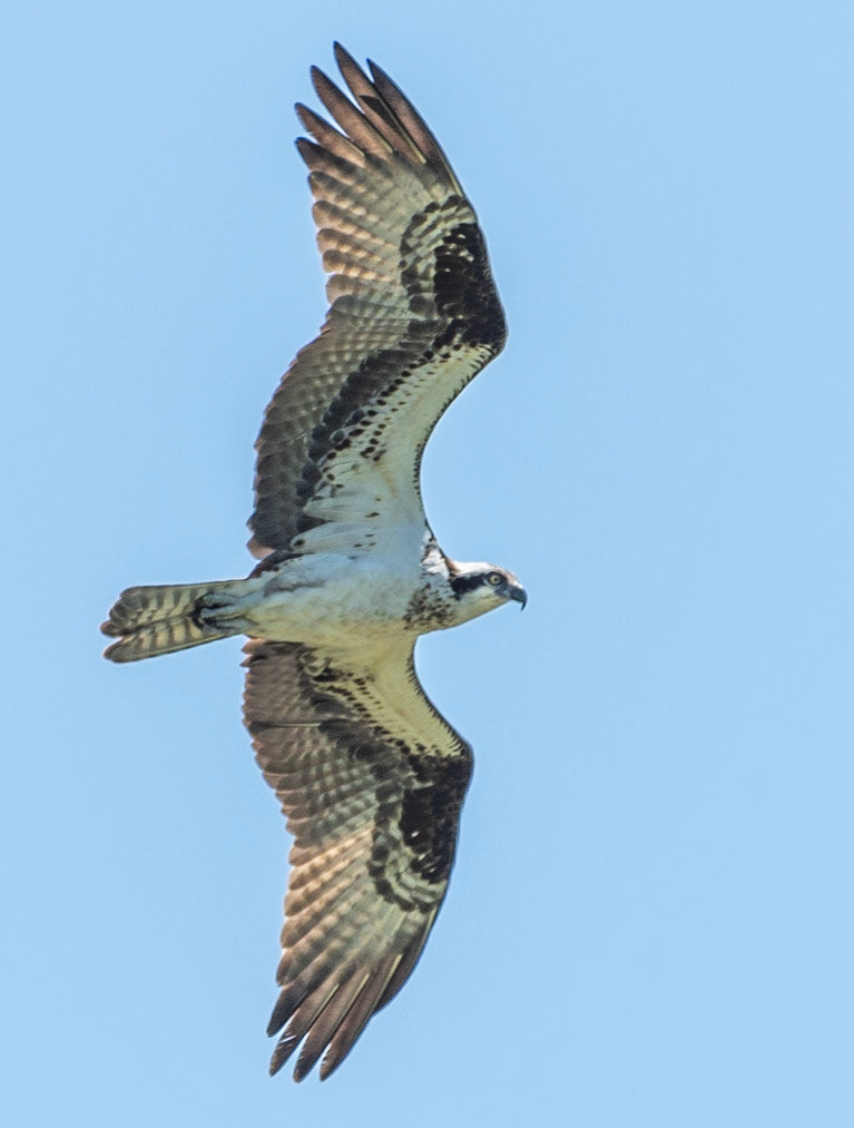 Osprey, Hales Ford Bridge