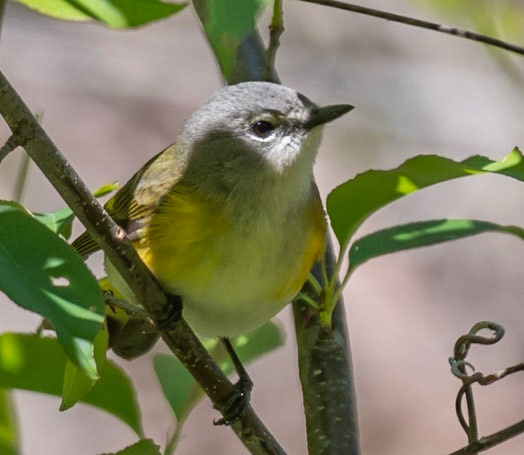 American Redstart (F)