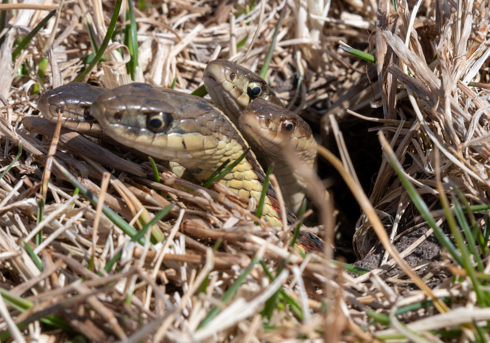 Garter Snakes waking up on warm spring day in NE.