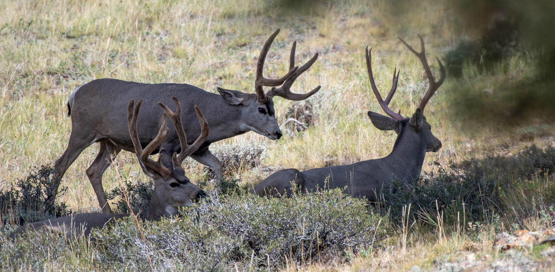 Mule Deer