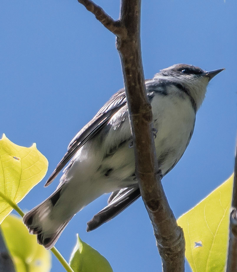 Cerulean Warbler, Warbler Road