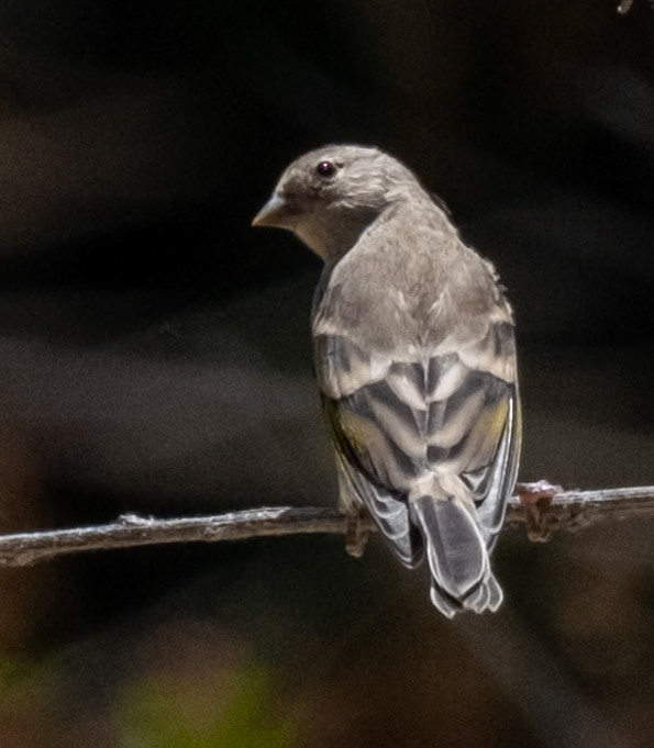 female