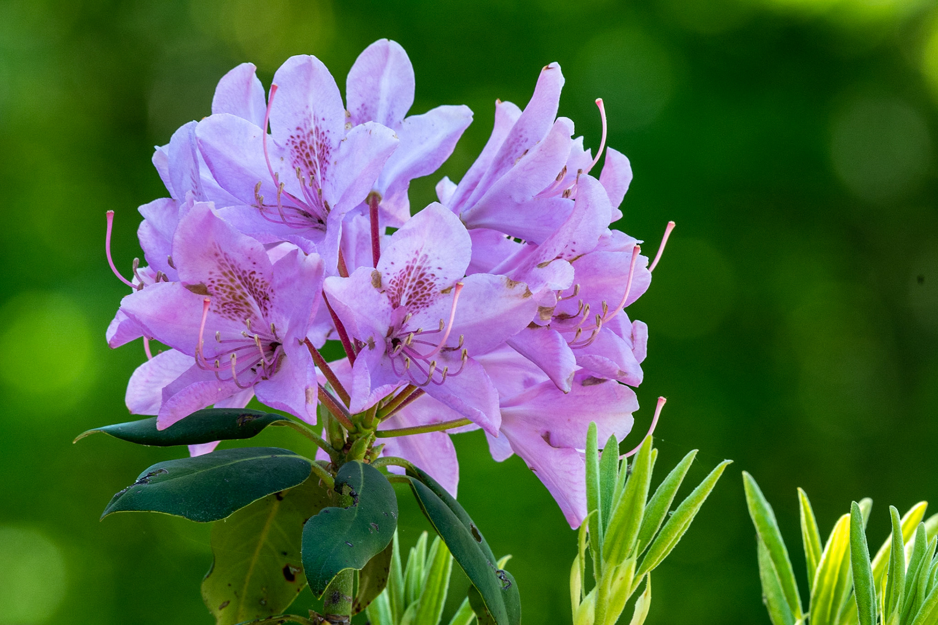 Rhodo, Smith Mountain Lake Community Park