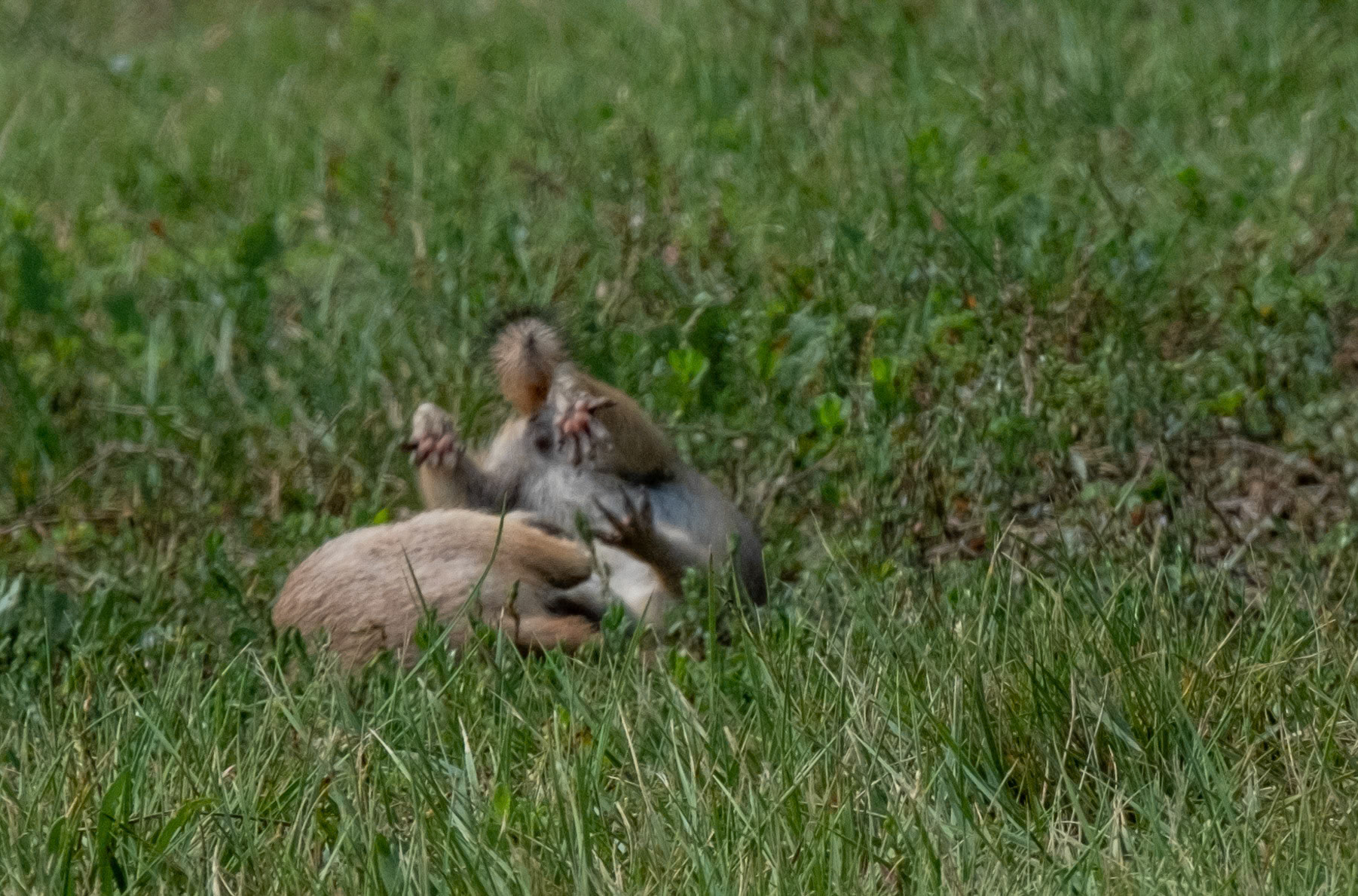 Prairie dog tag