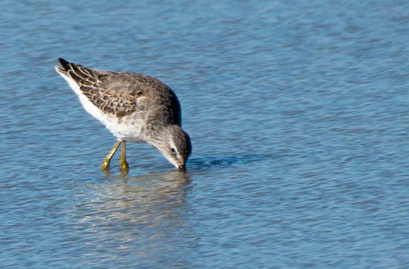 Least Sandpiper