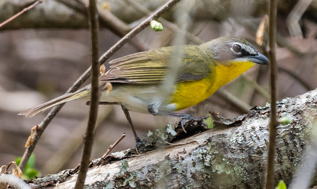 Yellow-breasted Chat