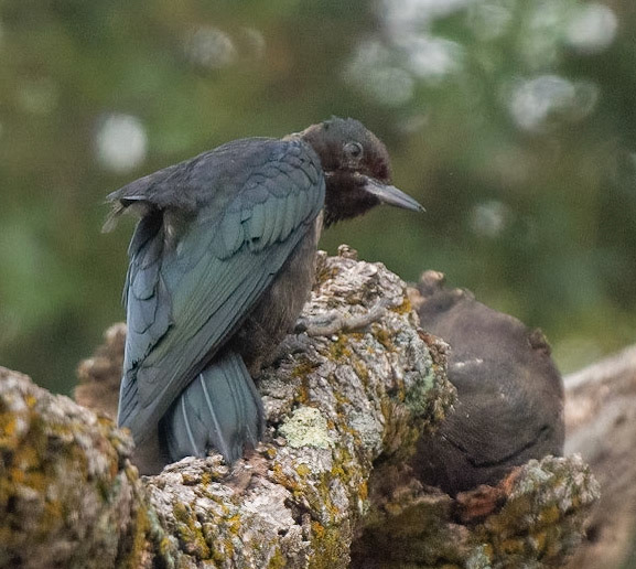Lewis's Woodpecker (Juv)