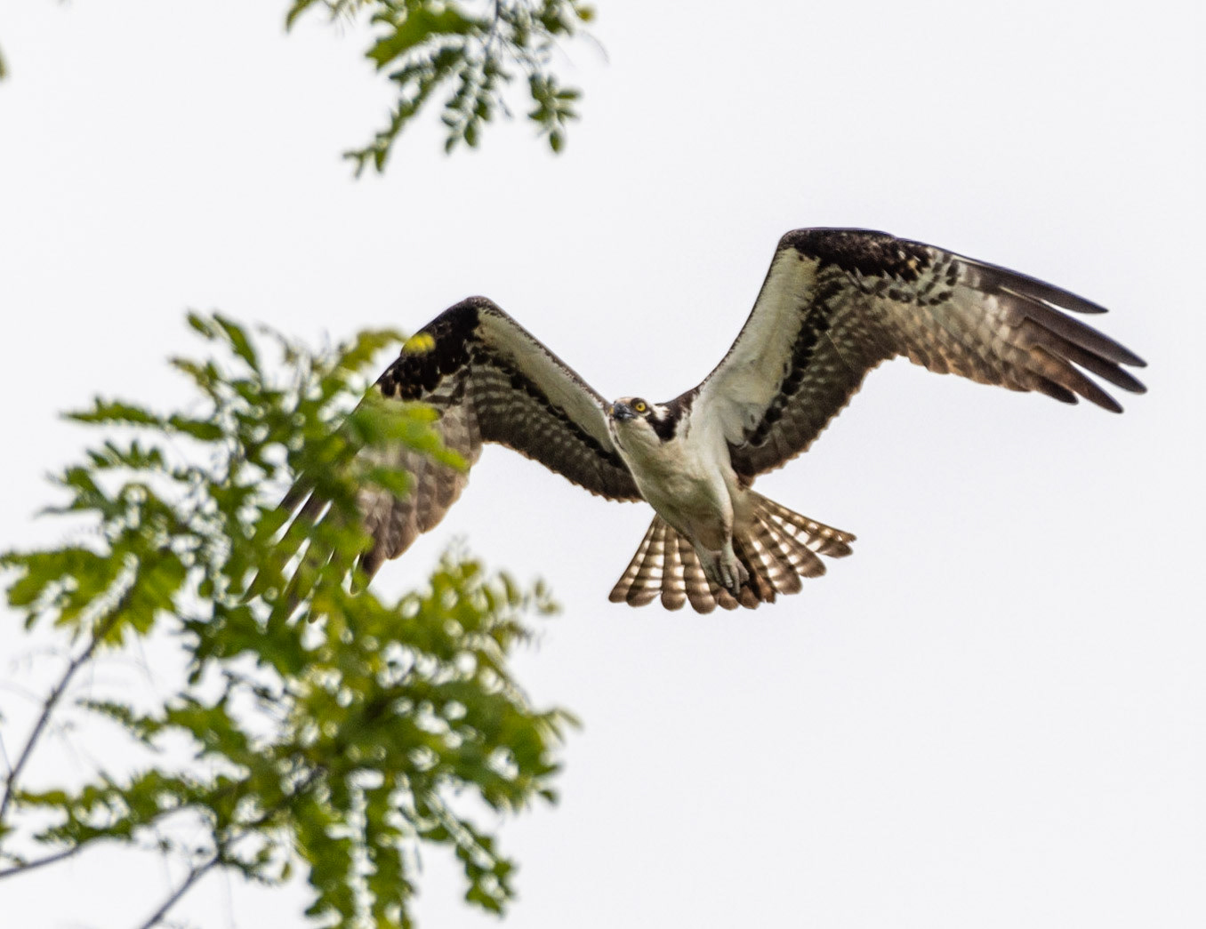 Osprey, Hales Ford Bridge